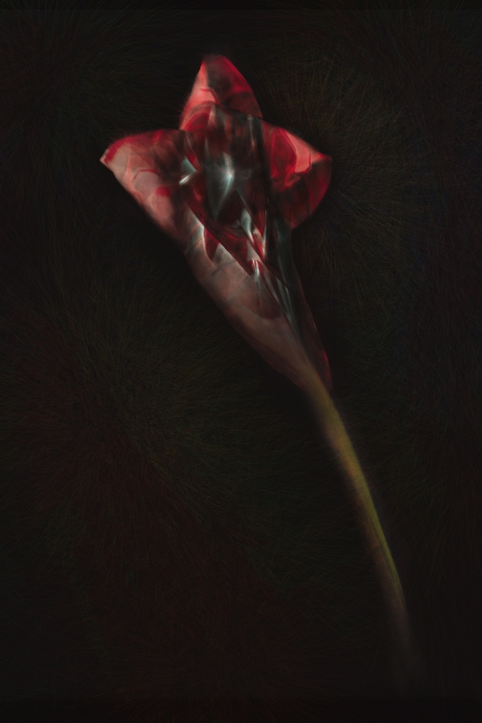 orchid